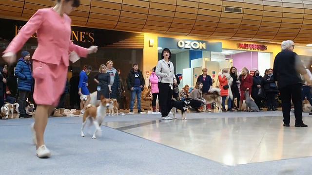 25.12.2022, СПб. Клуб "Глория". Выставка собак всех пород "СТАТУС РИНГ-ЗИМА" смотреть онлайн