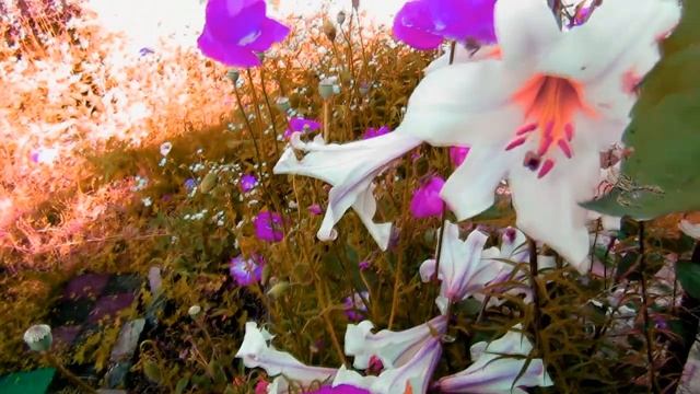 ВСЕ ЩЕ ЛЮБЛЮ ТЕБЕ смотреть онлайн