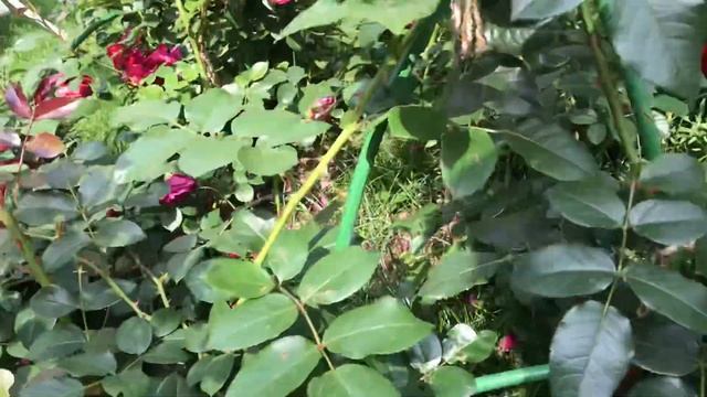 Розы в саду. Удобрения для роз. смотреть онлайн