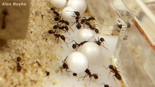 Что если положить муравьям пенопластовые шарики? Реакция муравьев. Формикарий. смотреть онлайн