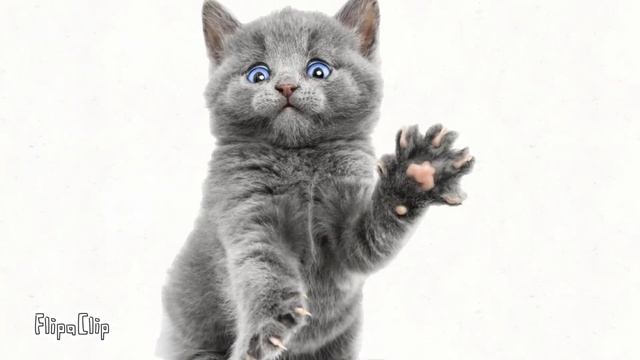 Танец Мистера Коти на 200 подписчиков (моя первая анимация) смотреть онлайн