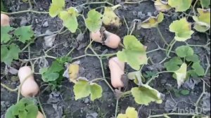 Тыква баттернат СОНАТА F1 (ATAKAMA SEEDS) Краснодарский край