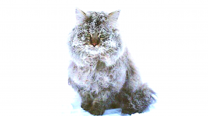 Вадим Казаченко  -  Лето (для нас двоих)