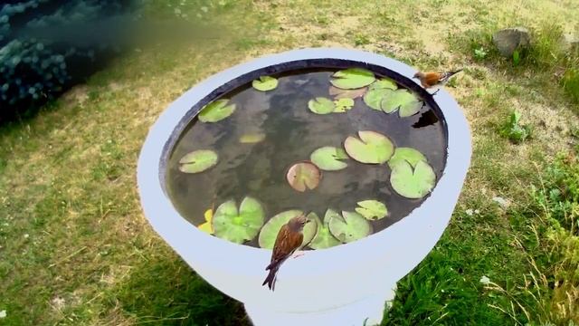 МЕСТНЫЕ ПТАХИ ОБЛЮБОВАЛИ ВАЗОН С КУВШИНКАМИ смотреть онлайн