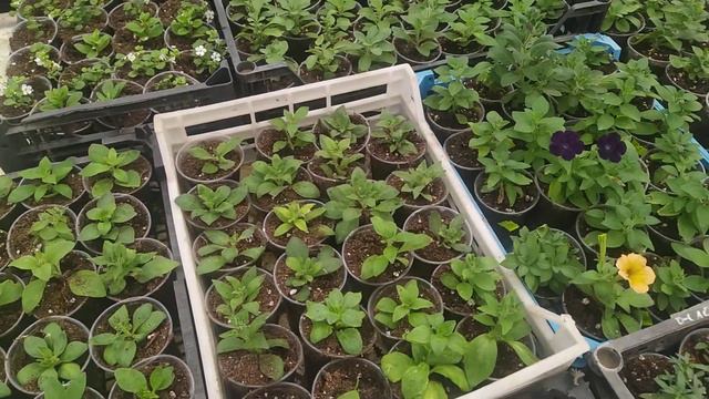 ПЕТУНИЯ ,СУПЕР СКИДКИ смотреть онлайн