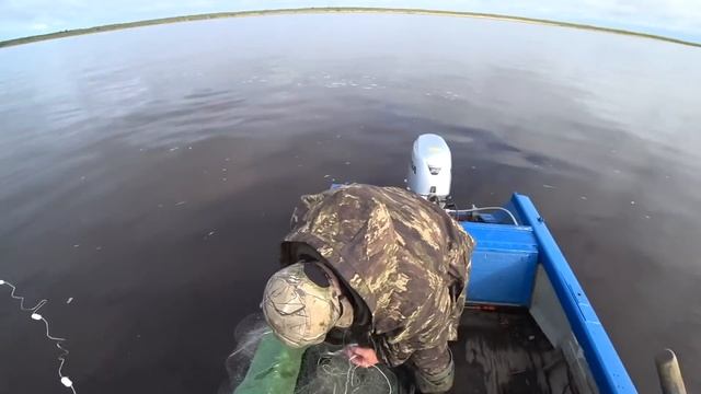 рыбалка сплавными сетями ловим ряпушку (зельдей) смотреть онлайн