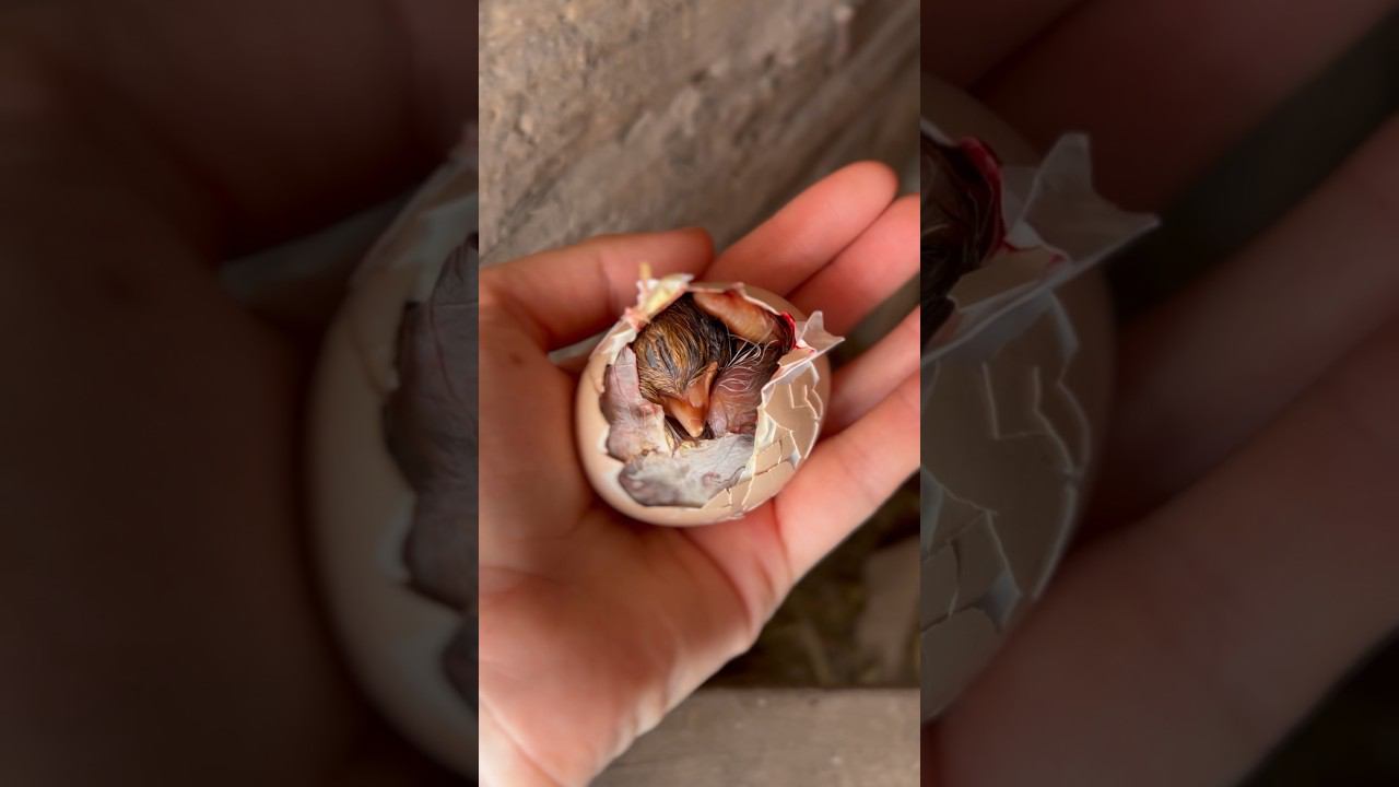 Рождение ЖИЗНИ | Цыплята #жизньвдеревне  #фермаДетиЛеса #куры #ферма