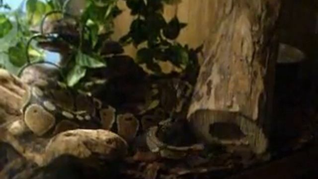 Ball python, Karma attacking a rat in her log! смотреть онлайн