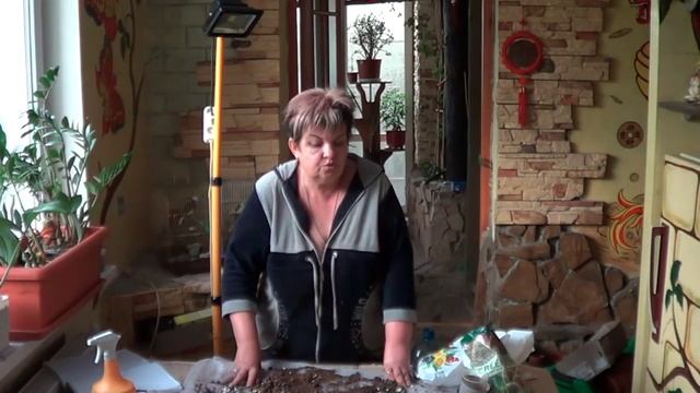 Кливия.КАК ЗАСТАВИТЬ КЛИВИЮ ЦВЕСТИ. ОТВЕТ НА ВОПРОС ПОДПИСЧИКОВ смотреть онлайн