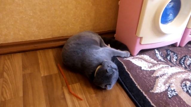 Британская вислоухая кошка играется смотреть онлайн