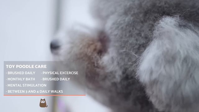TOY POODLE - Characteristics, Character and Care смотреть онлайн