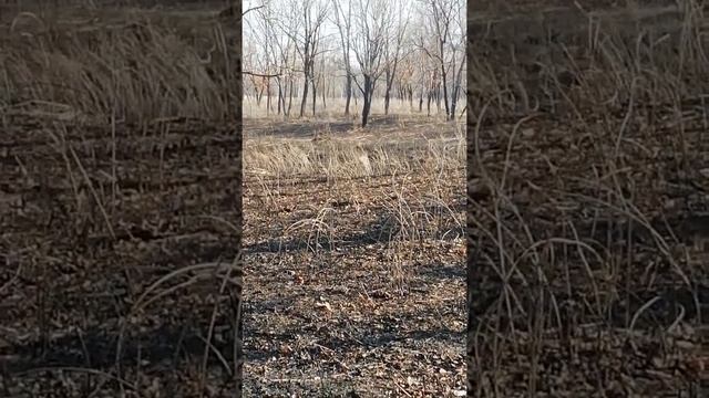 Дикая коза. смотреть онлайн