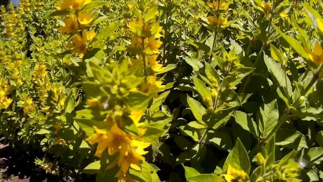 Вербейник (Лизимахия) желтого цвета - многолетник сем-ва Первоцветные. Как выглядит желтый вербейни смотреть онлайн