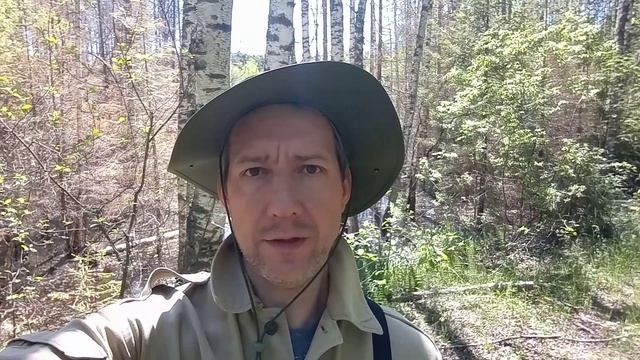 июнь. грибы. маслята и подберезовик. смотреть онлайн