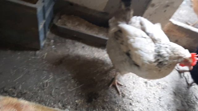 Сбор яиц за следующие дни! #куры #яйцо #курятник #chicken #сборяиц смотреть онлайн