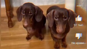 ЧапиТосики