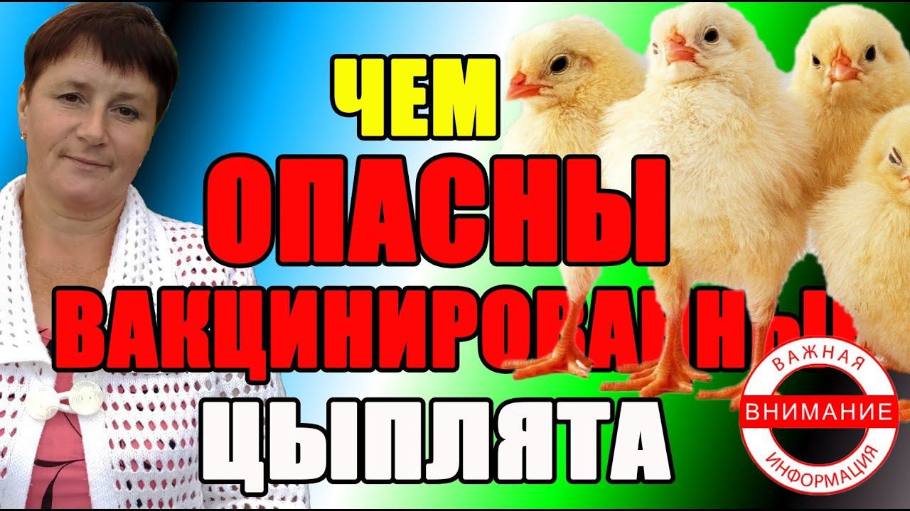 Чем ОПАСНЫ вакцинированные цыплята. Яйценоскость круглый год. смотреть онлайн
