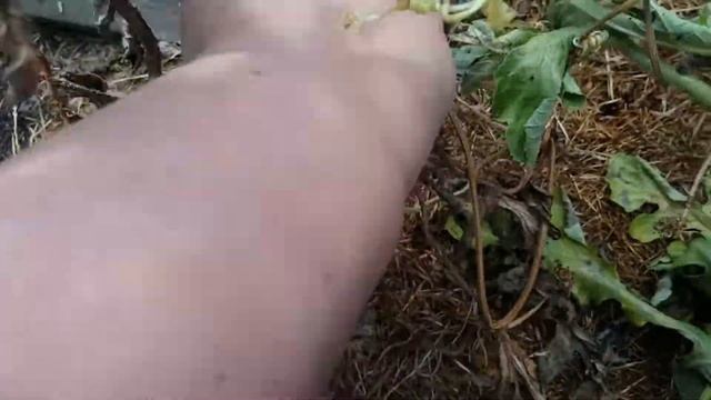 Мои арбузы в теплице и на улице( 4 августа) смотреть онлайн