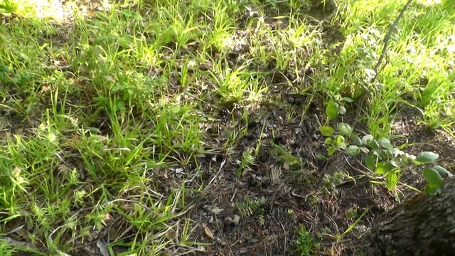 ИЗ ГУЗЕРИПЛЯ В ХАМЫШКИ через Казачью гору. Одиночный поход с ночевкой на горе Казачка. Пожар в лесу смотреть онлайн