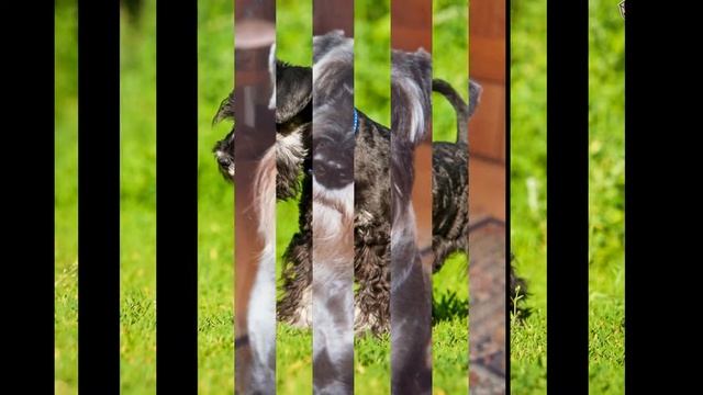 Миттель/Standard Schnauzer (порода собак HD Slide Show)!