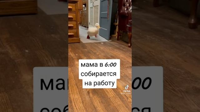 бег утки по квартире