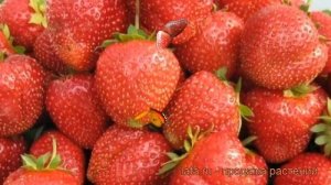 Земляника садовая Настена Сластена ? обзор: как сажать, рассада земляники Настена Сластена