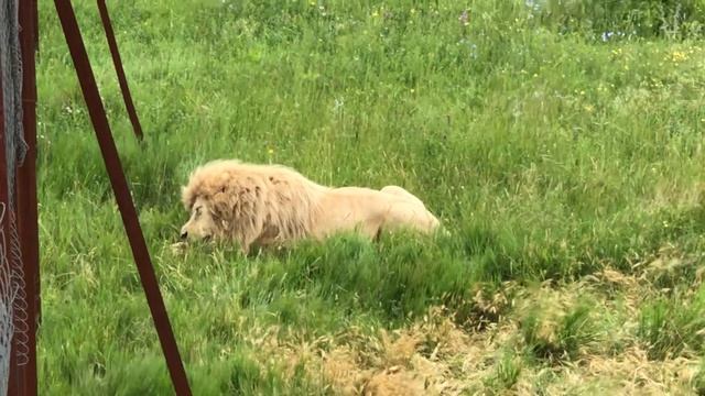 Мы ДОЖДАЛИСЬ ЛЬВОВ! На кормление пришла влюблённая парочка!) смотреть онлайн