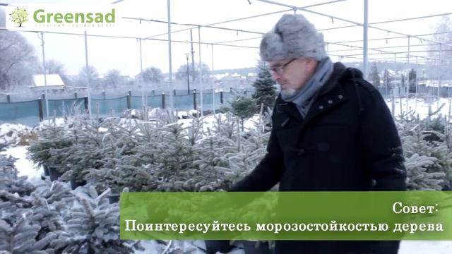 Как выбрать живую елку и сохранить ее после Нового года. смотреть онлайн