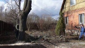 Валка дерева с оттяжкой