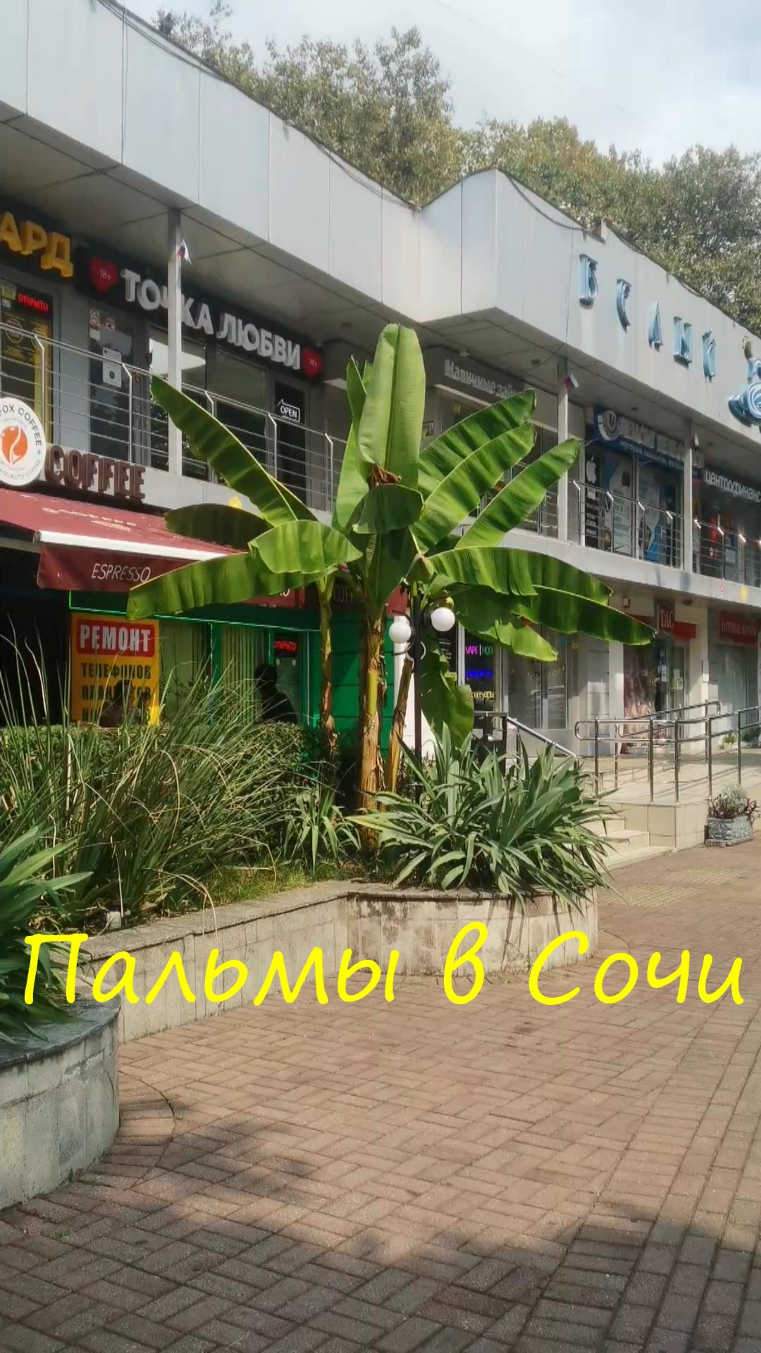 Пальмы в Сочи сегодня смотреть онлайн