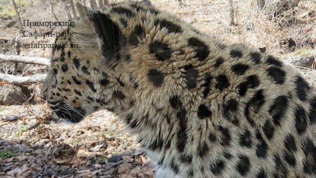 Леопард Великоросс 26 апреля 2017 г. смотреть онлайн