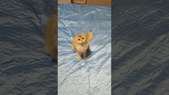 Пушистый акробат 🐾🐾🐾🤗