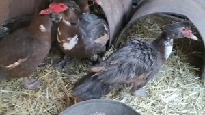 РАЗВЕДЕНИЕ МУСКУСНЫХ УТОК ( Формируем семьи и ставим гнёзда)