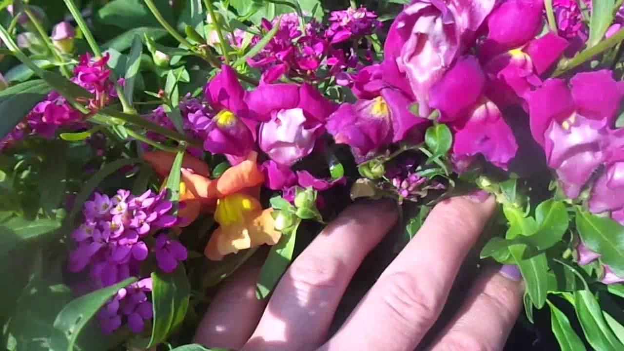 Выращивание и Уход за Львиным Зевом и Иберисом в Разных Условиях на Своем Приусадебном Участке. смотреть онлайн