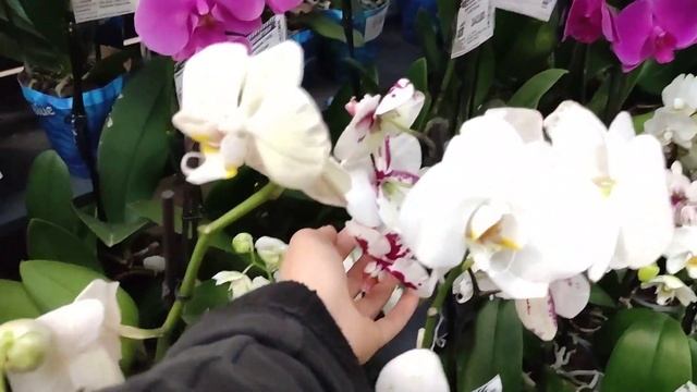 Большая УЦЕНКА ОРХИДЕЙ в Эпицентре и НОВЫЙ ЗАВОЗ???. смотреть онлайн