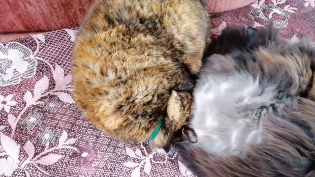 Муж придумал новую затею. Роем, сеем, поливаем. смотреть онлайн