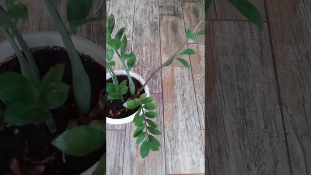 НОВОЕ ДЕНЕЖНОЕ ДЕРЕВО ! ? ! КТО ЗНАЕТ ? смотреть онлайн