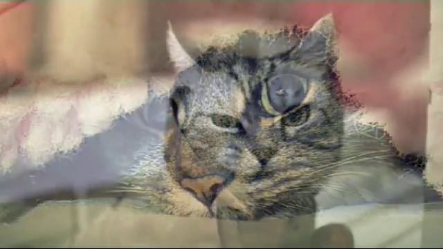 5 котят фортуна смотреть онлайн