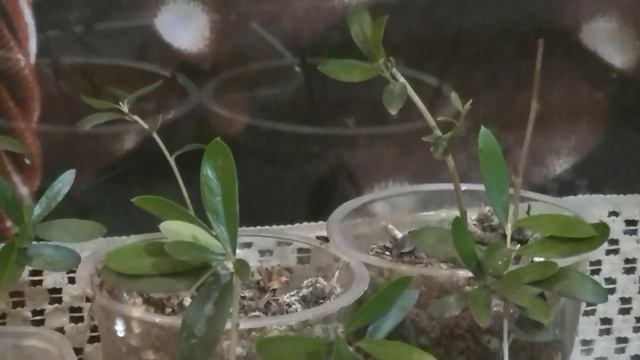 Олива. Как ухаживать, размножать. Флорариум.  Olea Europaea. Растения во флорариуме.