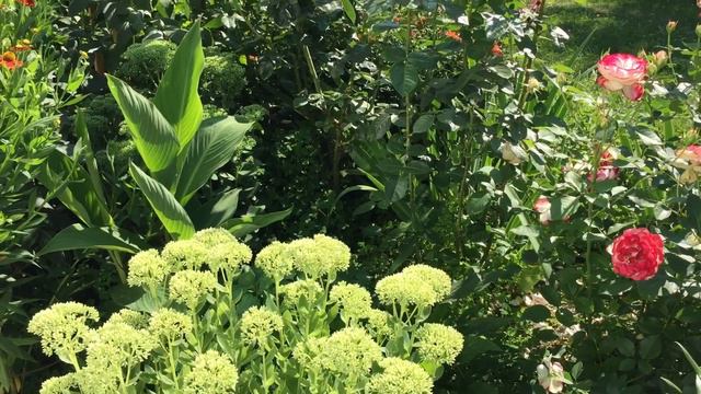 Початок квітування жоржин #dahliaviking #dahliababylon #серпень #жоржини #георгины смотреть онлайн