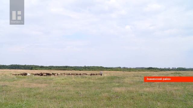 Предприниматель из Знаменского района почти десять лет занимается разведением овец смотреть онлайн