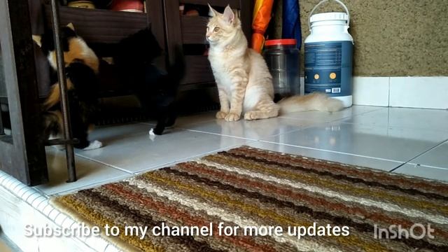 Maine Coon mix Persian - 6 Month Old Cat смотреть онлайн