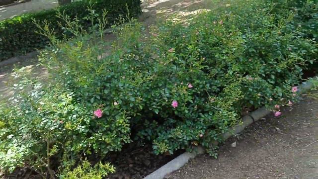 video 20230515 122534 Испания , и опять -ЛИЛИИ. смотреть онлайн