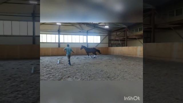 Ганноверский жеребец 2018 смотреть онлайн