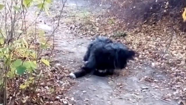 [Про собак] Инугами шевелит ушами смотреть онлайн
