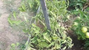 ТОМАТ САНЕК МЕНЯ НЕ ПОДВЕЛ