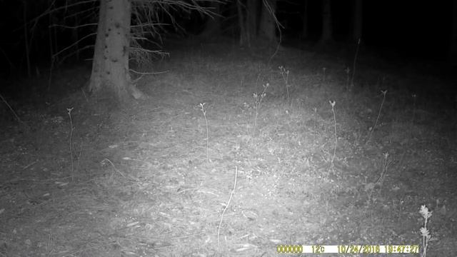 Фотоловушка photo-hunter НС-900 а смотреть онлайн