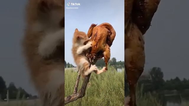 Котёнок ест ОГРОМНУЮ курицу (・∀・) смотреть онлайн