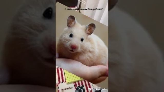 Какая порода хомяка нравится вам? смотреть онлайн