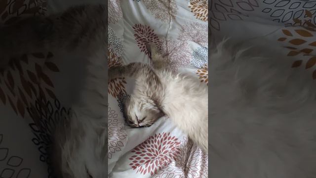 Гипогликемия. Опасно для жизни. Кот ничего не видит